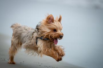 Yorkshire Terrier Playing on a Dog Beach