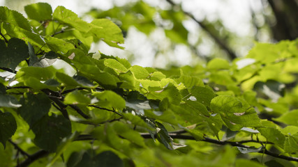 Fototapeta na wymiar Leaves of linden enlightened by the sun.