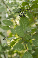 Frangula alnus detail of berries on branch.