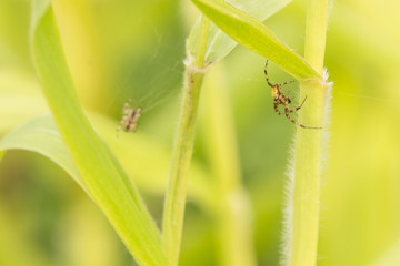 Spider on a leaf of corn.