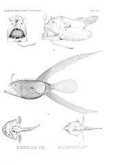 Illustration of fish