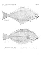 Illustration of fish