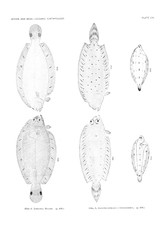 Illustration of fish