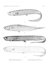 Illustration of fish