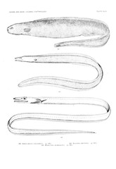 Illustration of fish