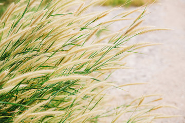 Wonderful landscape from the feather grass field in the evening sunset silhouette. serene feeling concept. countryside scenery atmosphere. image for background, wallpaper and copy space.