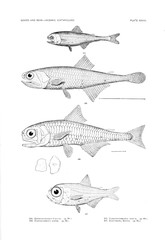 Illustration of fish