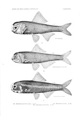 Illustration of fish