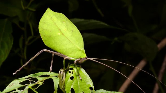 Leaf Mimic Katydid in a rainforest shrub at night in Ecuador