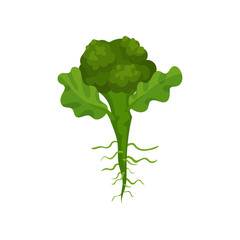 Obraz premium Fresh green broccoli with roots and leaves. Organic food. Edible plant. Natural and healthy vegetable. Flat vector icon