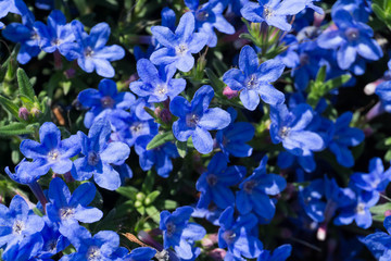 Lithospermum purpurocaeruleum in fiore