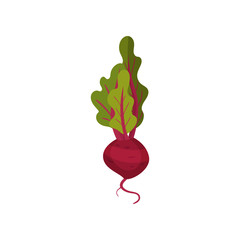 Ripe beet with roots and green leaves. Fresh garden vegetable. Edible plant. Flat vector design