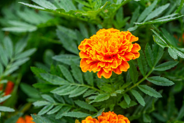 Close up Mexican marigold or close up beautiful flower Mexican marigold. Vivid color flower in garden.