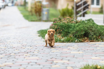 Running puppy english cocker spaniel dog outdoors