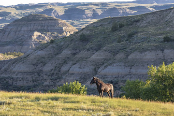 Wild Mustangs of North Dakota