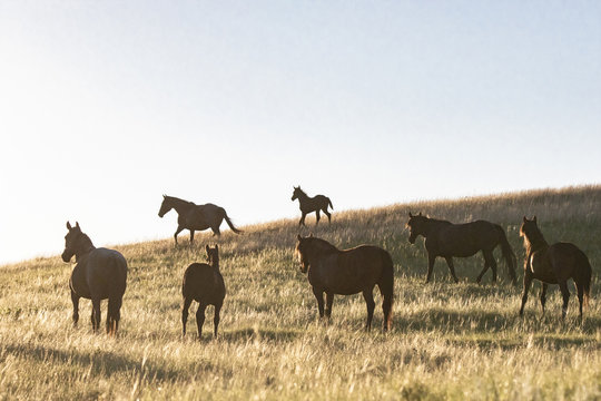 Wild Mustangs of North Dakota