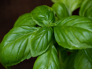 Homegrown Basil