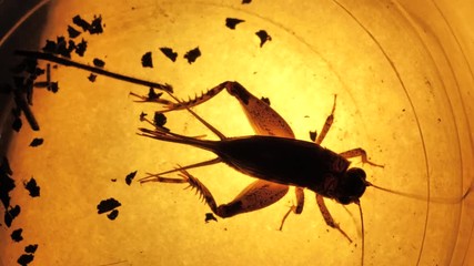 Insect analysis in a lab close up