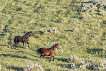Wild Mustangs of North Dakota