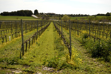 Fototapeta na wymiar Plantation of grapevines