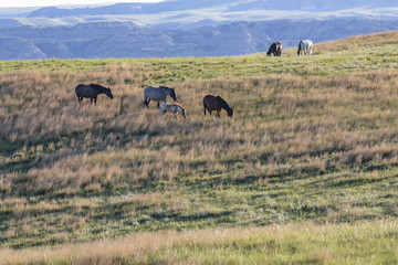 Fototapeta na wymiar Wild Mustangs of North Dakota