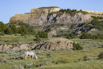 Wild Mustangs of North Dakota