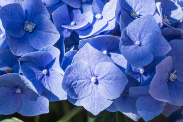 ortensia macrophylla blu