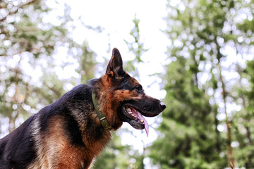Dog German Shepherd in a forest in a summer