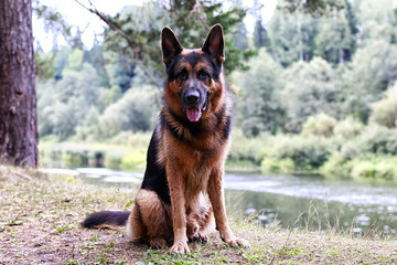 Dog German Shepherd in a forest in a summer