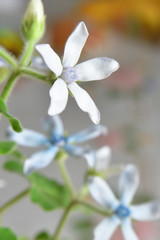 blue star flower closeup
