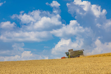 Naklejka premium modern harvester during harvest of wheat on sunny day