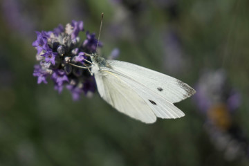 farfalla sul fiore di lavanda