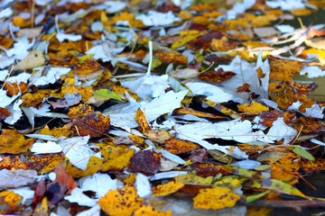 Fallen yellow autumn poplar leaves on the water surface