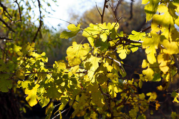 Autumn yellow mulberry leaves on a branch in the rays of the sun