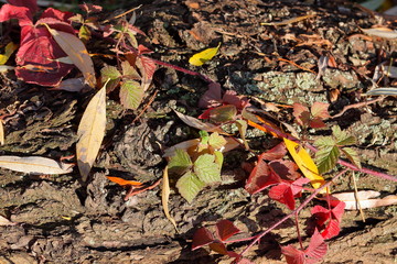 Trunk of tree with wild grapes on sunny autumn day