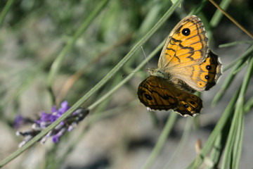 farfalla sul fiore di lavanda