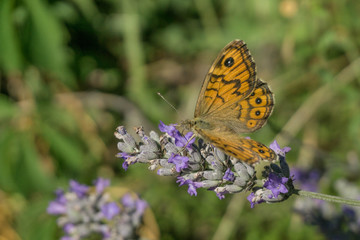 farfalla sul fiore di lavanda
