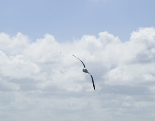 Möwe