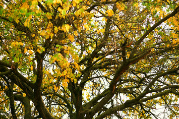 beautiful autumn landscape, yellow leaves in forest