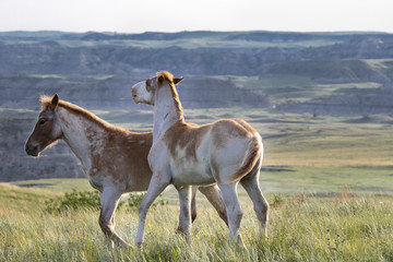 Wild mustangs of North Dakota