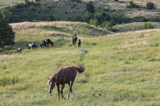 Wild mustangs of North Dakota
