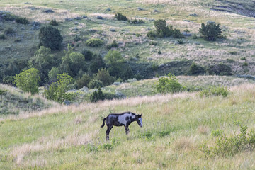 Wild mustangs of North Dakota