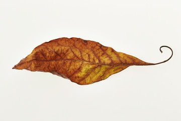 Fototapeta premium autumn leaf