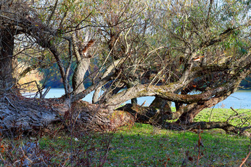 Tilted and fallen willow trees on the banks of the Danube River in calm autumn day. Inclined trunks of willow