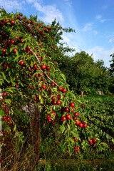 Fototapeta na wymiar Sprinkled with ripened fruits, a plum tree (Prunus cerasifera)