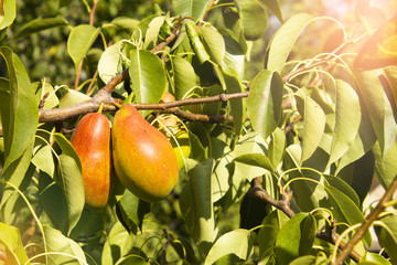 Two red pears on one branch