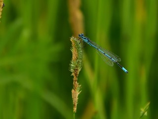 The white-legged damselfly or blue featherleg (Platycnemis pennipes) - blue dragonfly