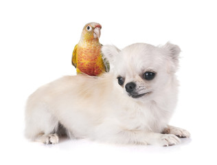 Green-cheeked parakeet and chihuahua