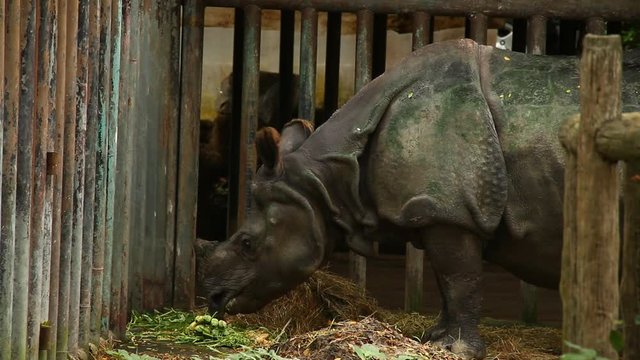 India rhino in Thailand