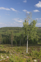 Obraz premium northern forest